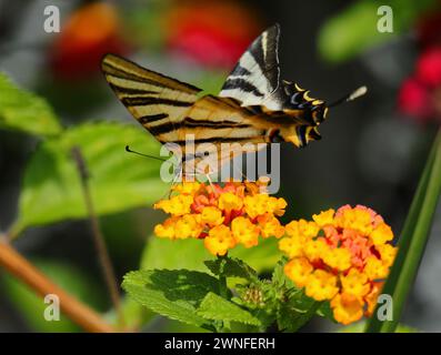 Scarce Swallowtail - Iphiclides podalirius. Sighted Oeiras, Portugal. Underwing and overwing view. Perched on a colorful flower. Stock Photo