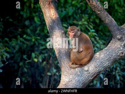 Rhesus macaques monkey of Sundarbans. this photo was taken from sundarbans national park,Bangladesh. Stock Photo