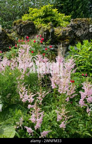 astilbe japonica europa Stock Photo