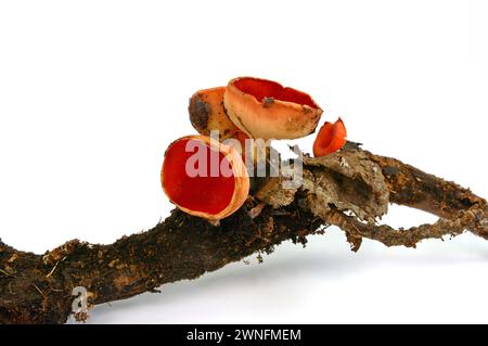 Scarlet Elf Cup Fungi isolated on white background. Spring edible mushroom - Sarcoscypha austriaca or Sarcoscypha coccinea. Stock Photo