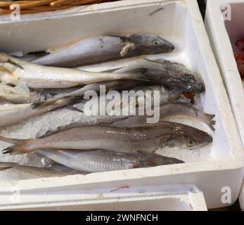 freshly caught blue fish of various sizes on ice for sale in the fish shop Stock Photo