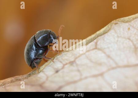 Mesocoelopus niger a tiny and rare beetle in the family Anobiidae ...