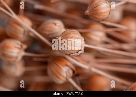 flax fruits, flax boxes with seeds close up, macro. linen is used for the production of fabrics, paper, natural floral background Stock Photo