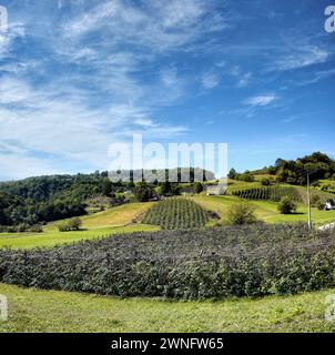beautiful landscape with raspberry fields on hillside near Ivanjica in Serbia, third place worldwide in raspberry production in recent years Stock Photo
