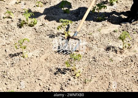 The picture shows an agricultural tool with which farmers remove weeds from the garden. Stock Photo