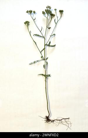 On a white background, the grass Yarrow noble, its flowers, leaves, stem and root system, in full growth. Stock Photo