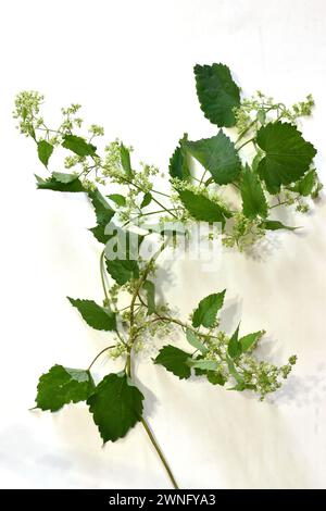 ivy leaves isolated on a white background. High quality photo Stock Photo