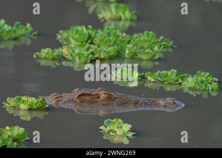 Nile Crocodile (Crocodylus niloticus) lurking amongst floating water hyacinth in a shallow lagoon in South Luangwa National Park, Zambia Stock Photo