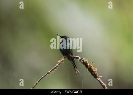 Perched Green Thorntail (Discosura conversii) in Colombia Stock Photo