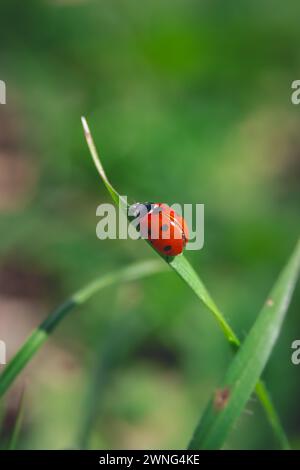 Ladybug on a blade of grass Stock Photo