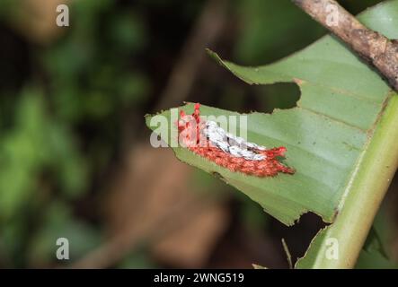 The so called Shag-Carpet Moth (Prothysana felderi), a strange looking caterpillar at Montezuma Lodge, Colombia Stock Photo