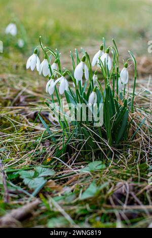 Large bush of white snowdrops among green grass. Stock Photo