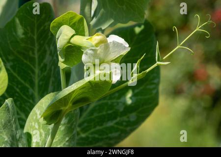 A close up of the white flower and tendril on a pea plant. Summer, England, UK Stock Photo