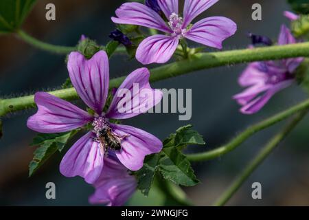 A honey bee gathers nectar from a Common Mallow (Malva sylvestris) plant in summer.  Cambridge, England, UK. Stock Photo