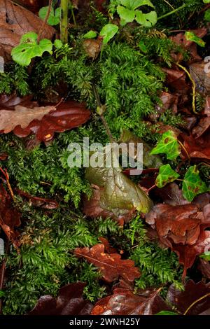 Plagiomnium undulatum 'Hart's-tongue Thyme-moss' Stock Photo