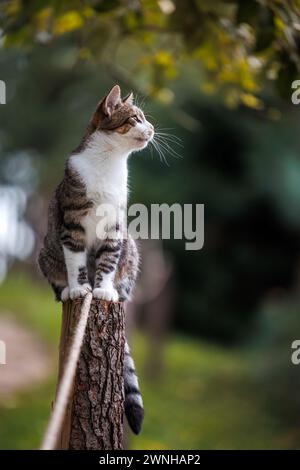 Cute kitten is sitting on pole and looking away. Tabby cat outdoors Stock Photo