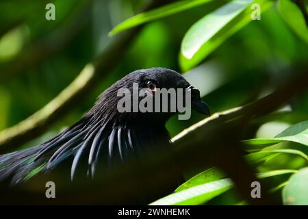 Portrait of a Nicobar pigeon, it’s like a mix of peacock and pigeon. Stock Photo