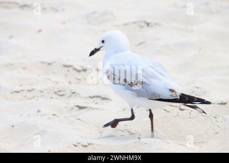 A Seagull Walking on the Sand, Busselton Western Australia Stock Photo