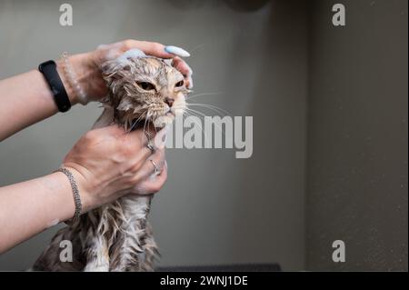 Woman shampooing a tabby gray cat in a grooming salon.  Stock Photo