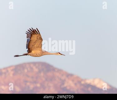 A Sandhill Crane flies over Bosque del Apache National Wildlife Refuge, New Mexico with the Chupadera Mountains in the background Stock Photo