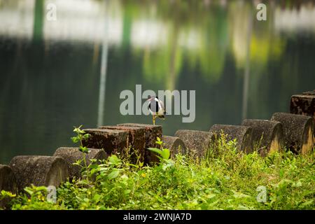 Red-wattled lapwing standing on one leg Stock Photo