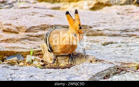 Eurasian hoopoe (Upupa epops) bird foraging on rock in Southern Thailand. Stock Photo