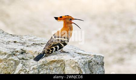 Eurasian hoopoe (Upupa epops) bird foraging on rock in Southern Thailand. Stock Photo