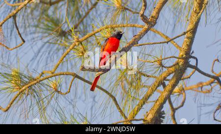 Male Small Minivet (Pericrocotus cinnamomeus) bird perched in tree in Southern Thailand Stock Photo