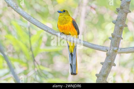 Orange-breasted trogon (Harpactes oreskios) bird perched on tree branch in shade in Kaeng Krachan national park, Thailand. Stock Photo