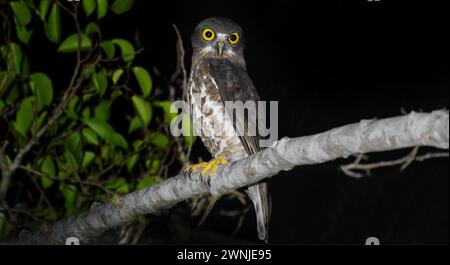 Brown Boobook (Ninox scutulata) bird owl perched on branch at night in spotlight near Khao Yoi, Thailand Stock Photo