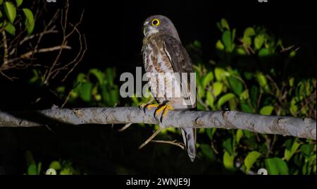 Brown Boobook (Ninox scutulata) bird owl perched on branch at night in spotlight near Khao Yoi, Thailand Stock Photo