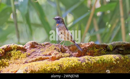 Rufous-gorgeted Flycatcher (Ficedula strophiata) bird perched on log in forest, Chiang Mai, Thailand Stock Photo