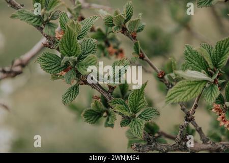Spring is coming. Warm soft green botany background, branch, bunch of cherry tree blossoming leaves. Botanical garden wallpaper. Blossom nature scene, Stock Photo