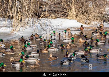 Mallards or wild ducks (Anas platyrhynchos) swimming in Töölönlahti Bay on a sunny winter day in Helsinki, Finland Stock Photo