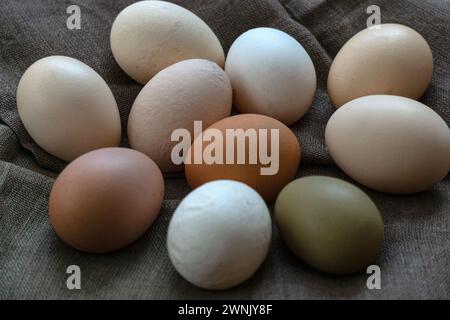 Multi-colored large chicken eggs from domestic chickens Stock Photo