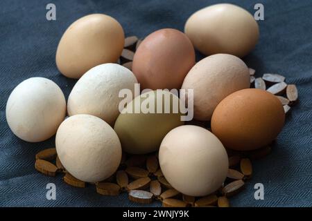Multi-colored large chicken eggs from domestic chickens Stock Photo