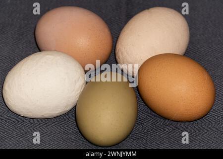 Multi-colored large chicken eggs from domestic chickens. Stock Photo