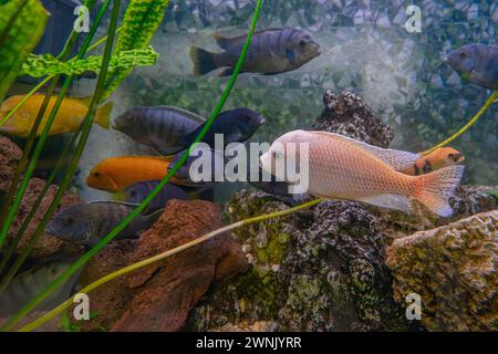 Pseudotropheus zebra, red african cichlid mbuna swimming in aquarium water wtih decor. Famous fresh water fish for aquarium hobby. Aquatic organism, u Stock Photo