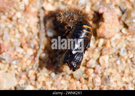 Ruby tiger moth pupae (Phragmatobia fuliginosa) Stock Photo