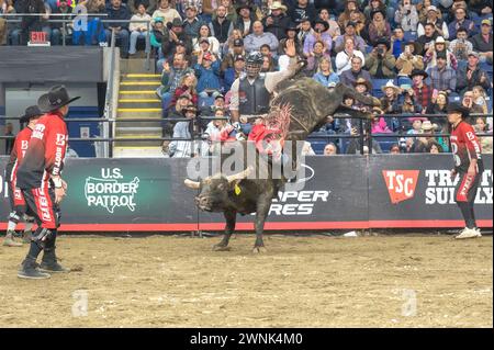 Bridgeport, United States. 02nd Mar, 2024. BRIDGEPORT, CONNECTICUT - MARCH 02: Bruno Roberto rides Gooba during the Professional Bull Riders (PBR) Pendleton Whisky Velocity Tour event at Total Mortgage Arena on March 2, 2024 in Bridgeport, Connecticut. (Photo by Ron Adar/SOPA Images/Sipa USA) Credit: Sipa USA/Alamy Live News Stock Photo