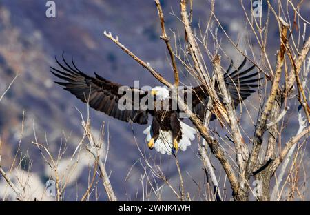 A majestic Bald Eagle (Haliaeetus leucocephalus) prepares to land in a tree at Farmington Bay Waterfowl Management Area, Farmington, Davis Co, UT, USA. Stock Photo