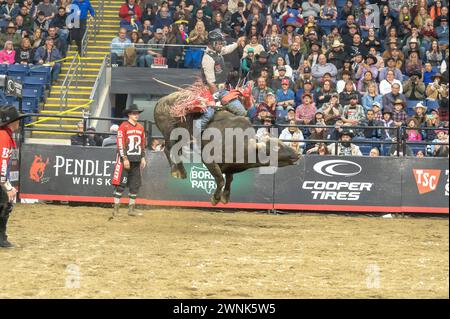 Bridgeport, United States. 02nd Mar, 2024. BRIDGEPORT, CONNECTICUT - MARCH 02: Bruno Roberto rides Gooba during the Professional Bull Riders (PBR) Pendleton Whisky Velocity Tour event at Total Mortgage Arena on March 2, 2024 in Bridgeport, Connecticut. Credit: SOPA Images Limited/Alamy Live News Stock Photo