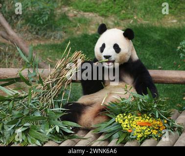 Seoul, South Korea. 3rd Mar, 2024. Giant panda Fu Bao eats food at Everland theme park in Yongin, South Korea, March 3, 2024. Fu Bao is scheduled to return to China in April. Credit: Yao Qilin/Xinhua/Alamy Live News Stock Photo