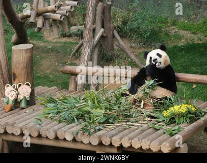 Seoul, South Korea. 3rd Mar, 2024. Giant panda Fu Bao eats food at Everland theme park in Yongin, South Korea, March 3, 2024. Fu Bao is scheduled to return to China in April. Credit: Yao Qilin/Xinhua/Alamy Live News Stock Photo