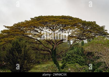 Large big tree in the rainforest park in Malaysia. Stock Photo