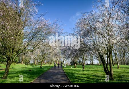Bolton, England, UK, Sunday March 03, 2024. Walkers enjoy a stroll through the Cherry Blossom and daffodils in Queen's Park, Bolton, Lancashire, as the Spring sunshine bathes the North West of England. Credit: Paul Heyes/Alamy News Live. Stock Photo