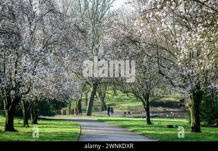 Bolton, England, UK, Sunday March 03, 2024. Walkers enjoy a stroll through the Cherry Blossom and daffodils in Queen's Park, Bolton, Lancashire, as the Spring sunshine bathes the North West of England. Credit: Paul Heyes/Alamy News Live. Stock Photo