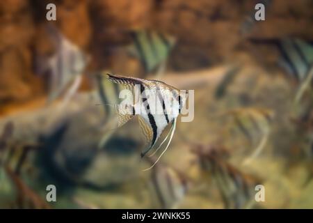 Freshwater Angelfish (Pterophyllum scalare) - Freshwater Fish Stock Photo