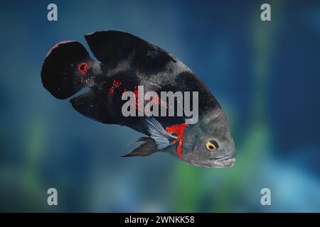 Black Tiger Oscar (Astronotus ocellatus) - Freshwater Fish Stock Photo
