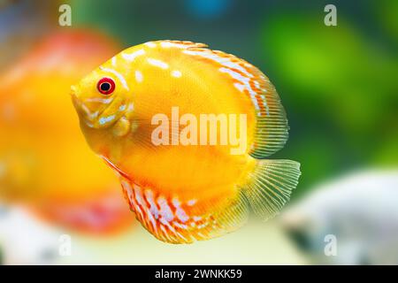 Yellow Discus (Symphysodon aequifasciatus) - Freshwater Fish Stock Photo